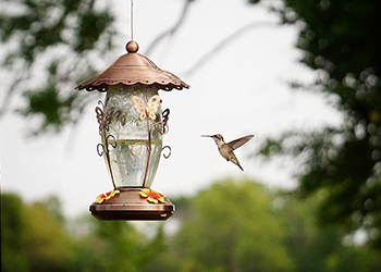 Photo by Ginelle Esry-Skakalphoto of hummingbird floating above a feeder